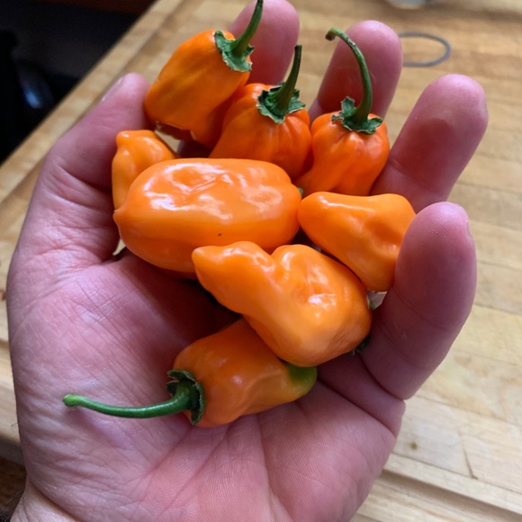 Meet your Posher, David - Picture 1 of 1